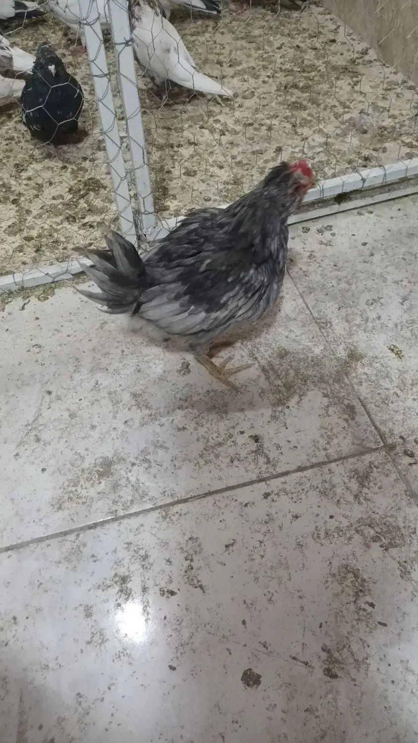 کبوتر رنگی با تهرانی|پرنده|ایلام, |دیوار