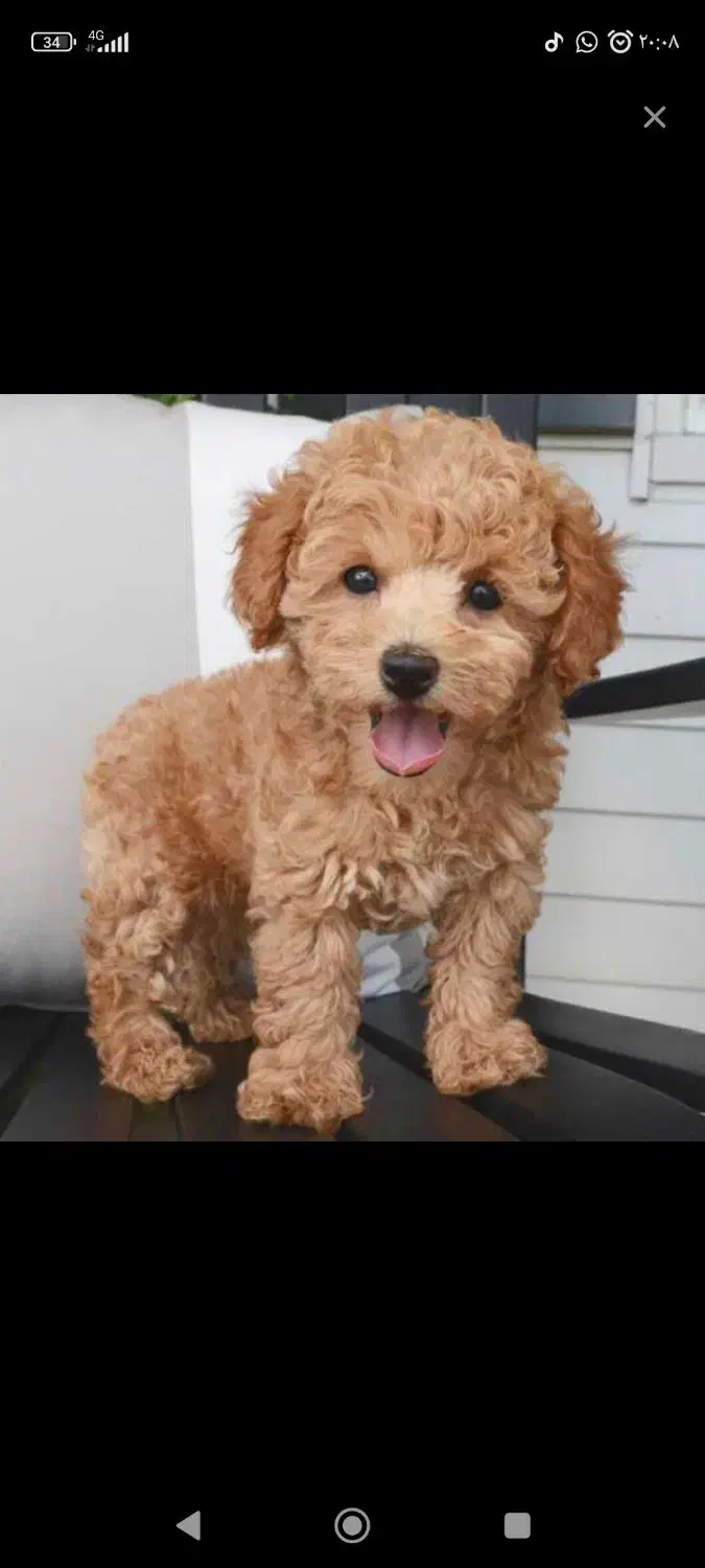 پودل کراس امشب ۳۵۰۰|سگ|پرند, فاز ۶|دیوار