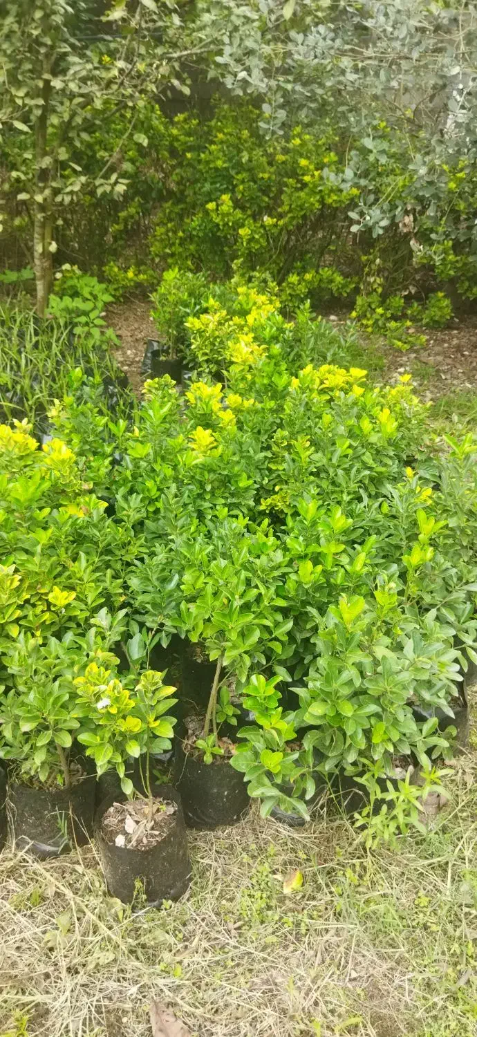 شمشاد طلایی سبز|خدمات باغبانی و درختکاری|کلاچای, |دیوار