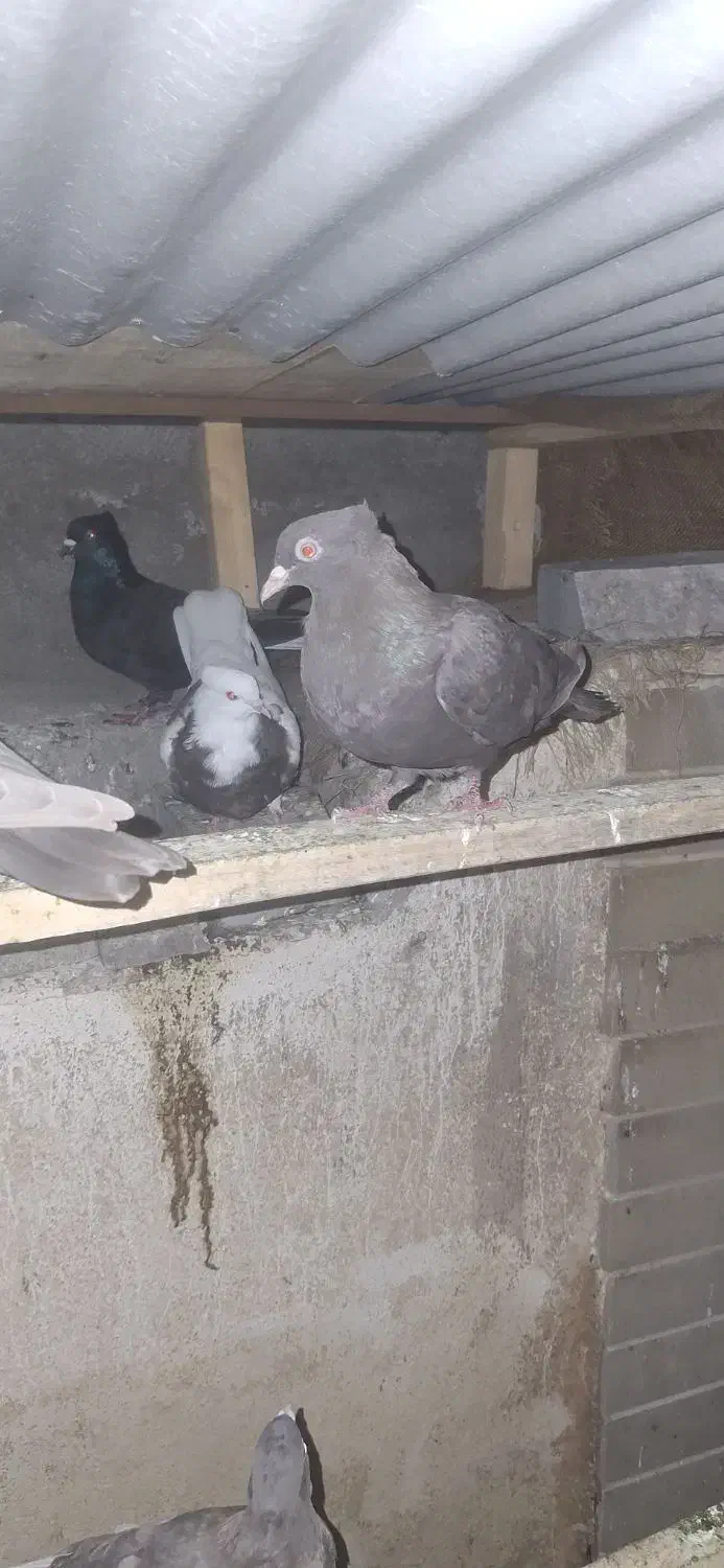 طوقی|پرنده|چهاردانگه (تهران), |دیوار