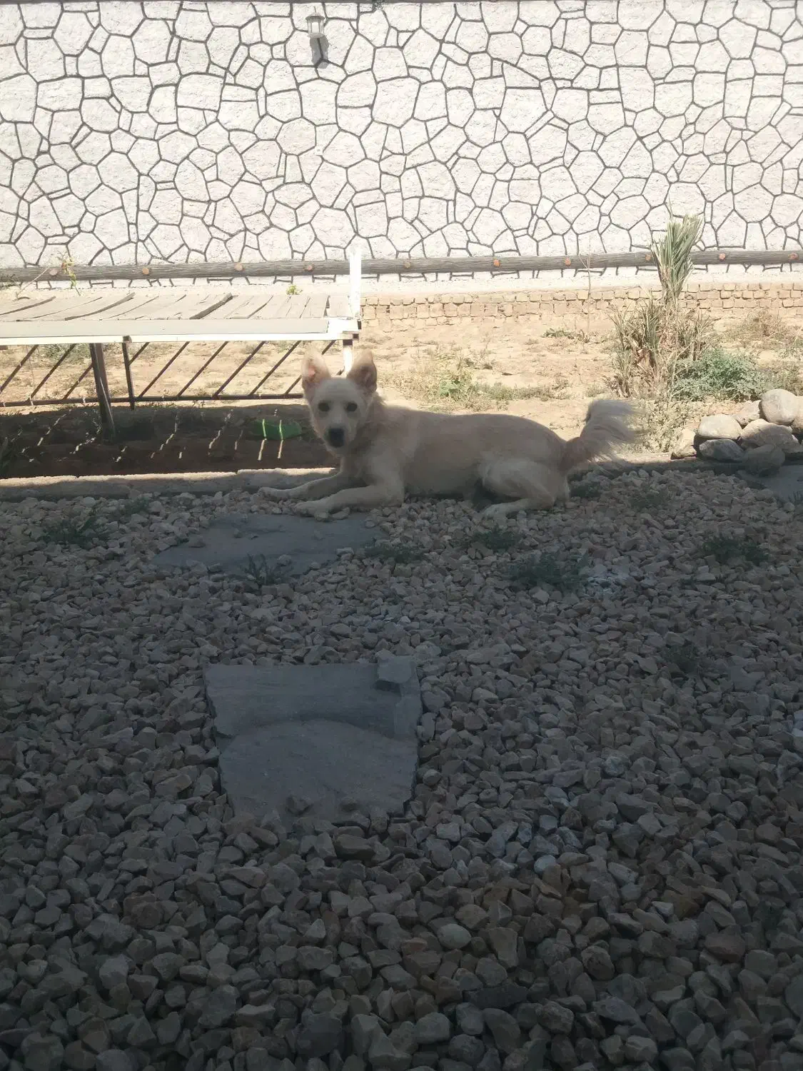 سگ پاکوتاه مهربون|سگ|یزد, |دیوار