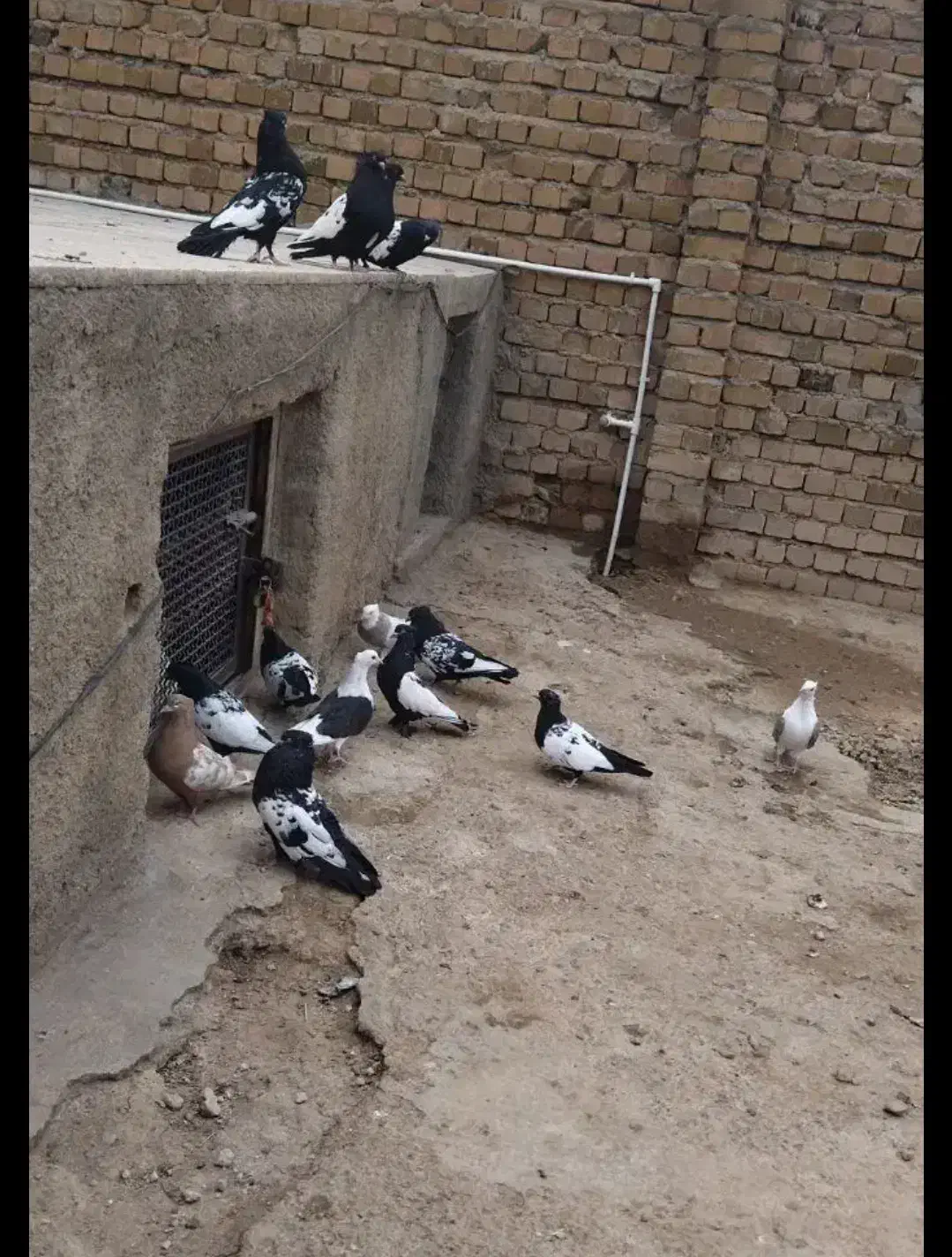 کفتر|پرنده|بروجرد, |دیوار