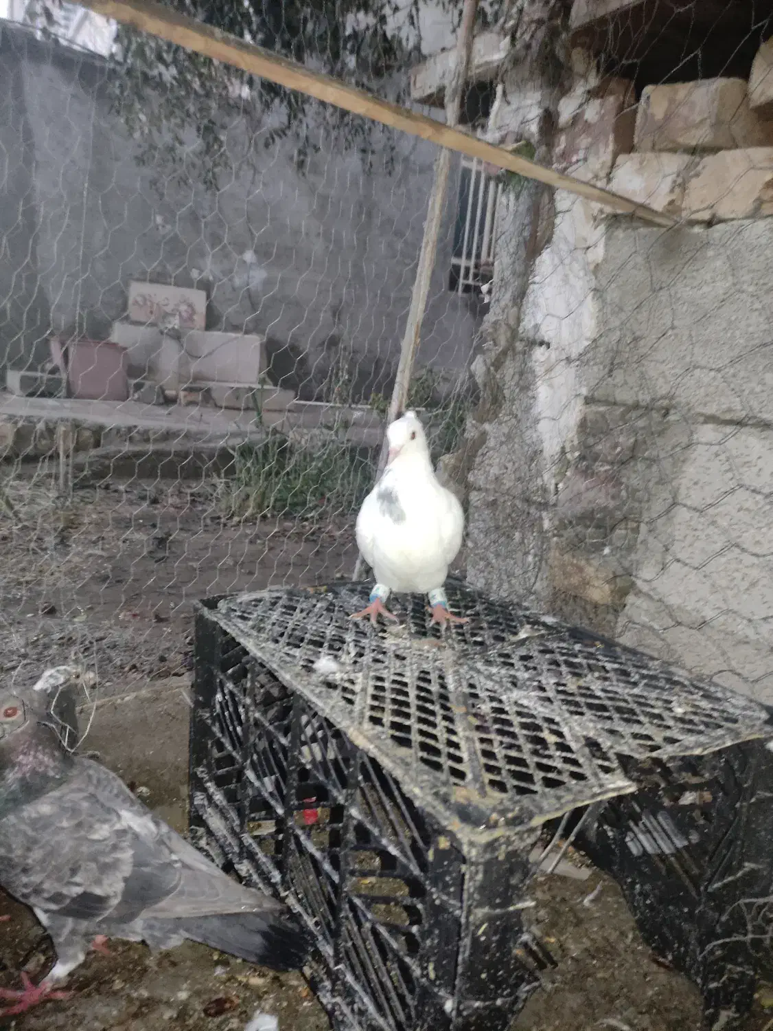 کبوتر|پرنده|سراوان, |دیوار