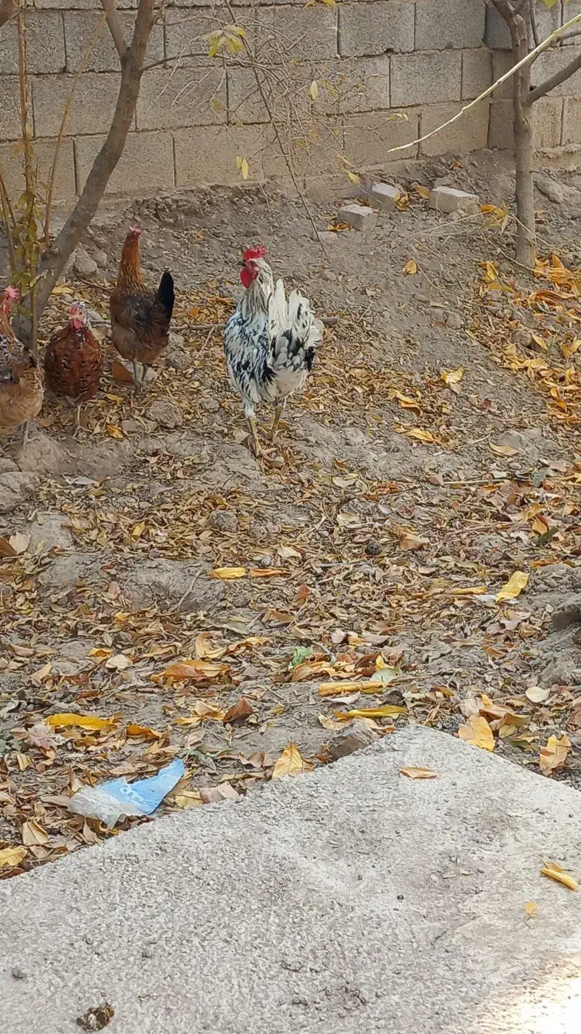 خورس چهل تاج گلین لری اصل 5ماه|حیوانات مزرعه|شهریار, یوسف آباد صیرفی|دیوار