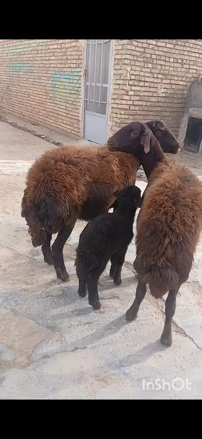 شیشک بره دار و ابستن|حیوانات مزرعه|کالپوش, |دیوار