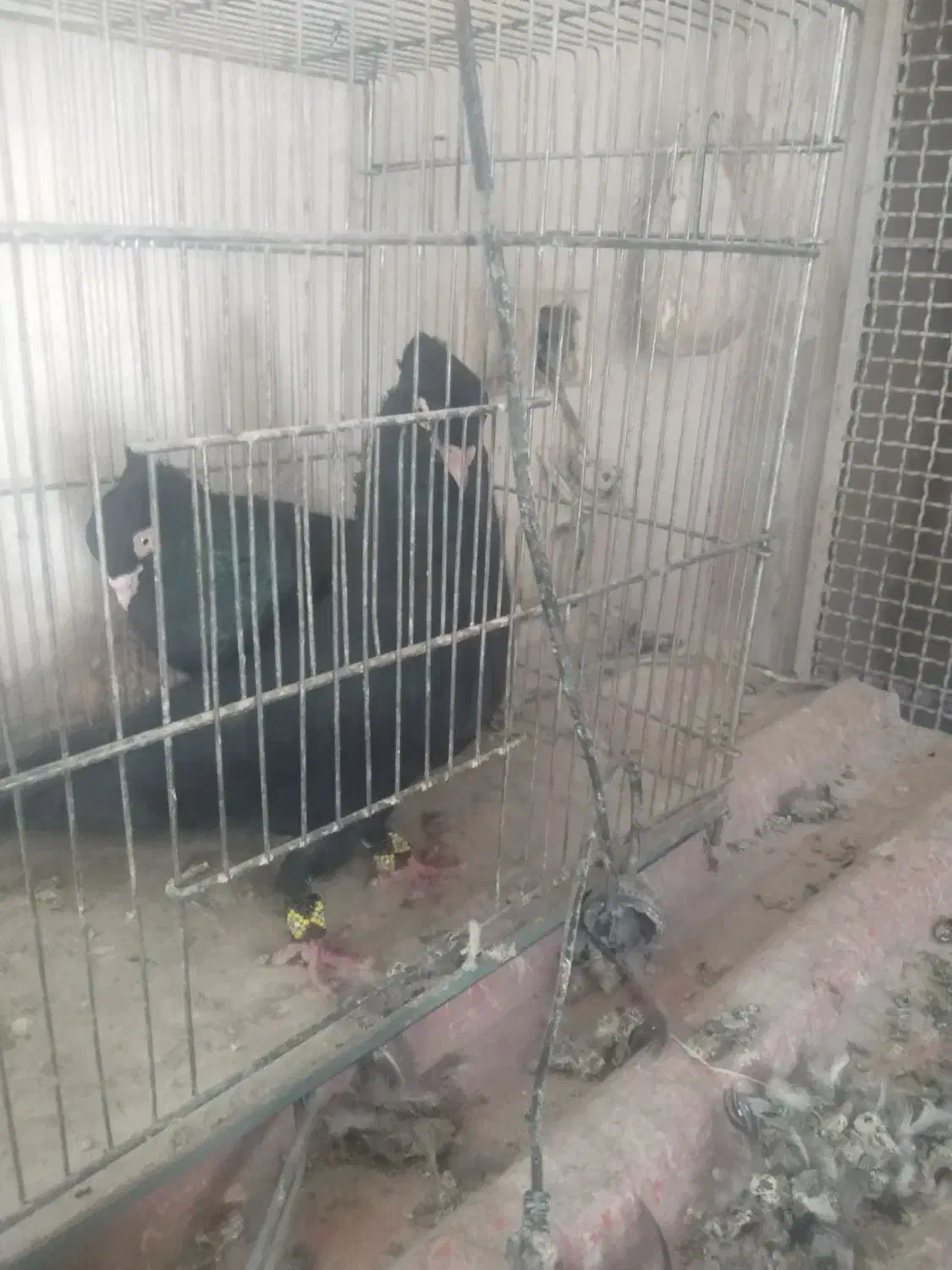 کفترابادانی|پرنده|برخوار, |دیوار