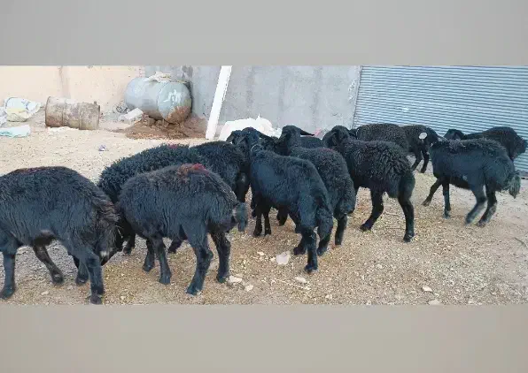 بره ماده قره قزل گوسفند میش قوچ شیشک افشار دوقلو|حیوانات مزرعه|قیدار, |دیوار