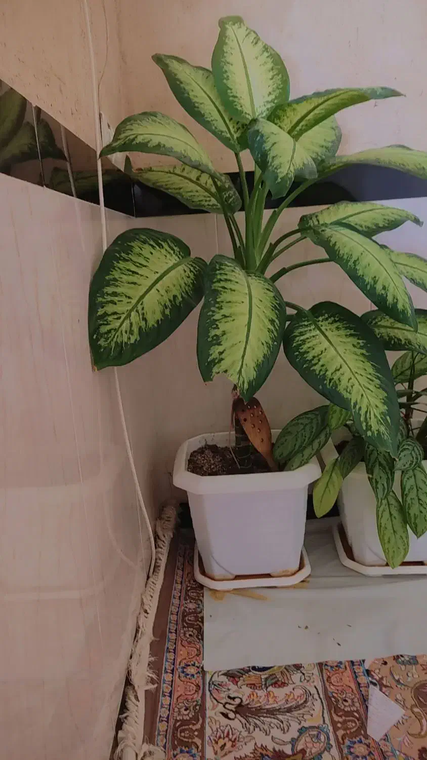 گل تمیز|گل و گیاه طبیعی|جوانرود, |دیوار