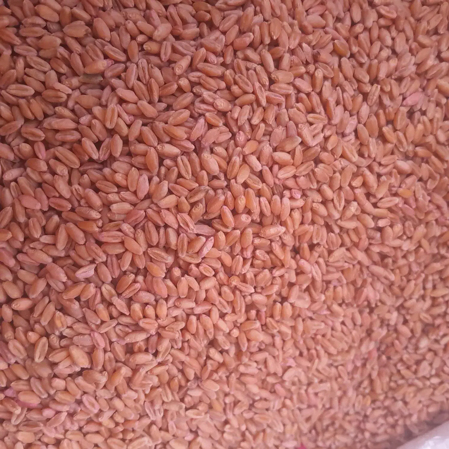 گندم بزری 400 کیلو|خوردنی و آشامیدنی|شادگان, |دیوار