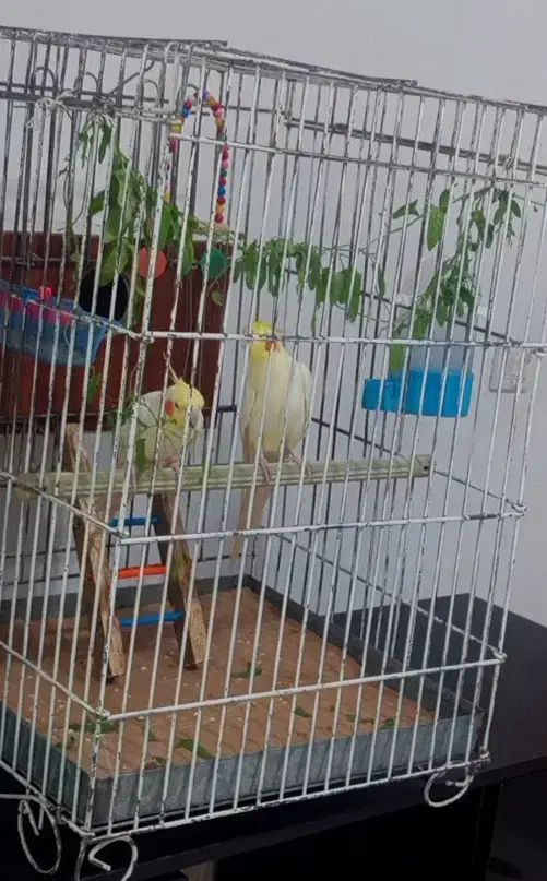 عروس هلندی|پرنده|تکاب, |دیوار