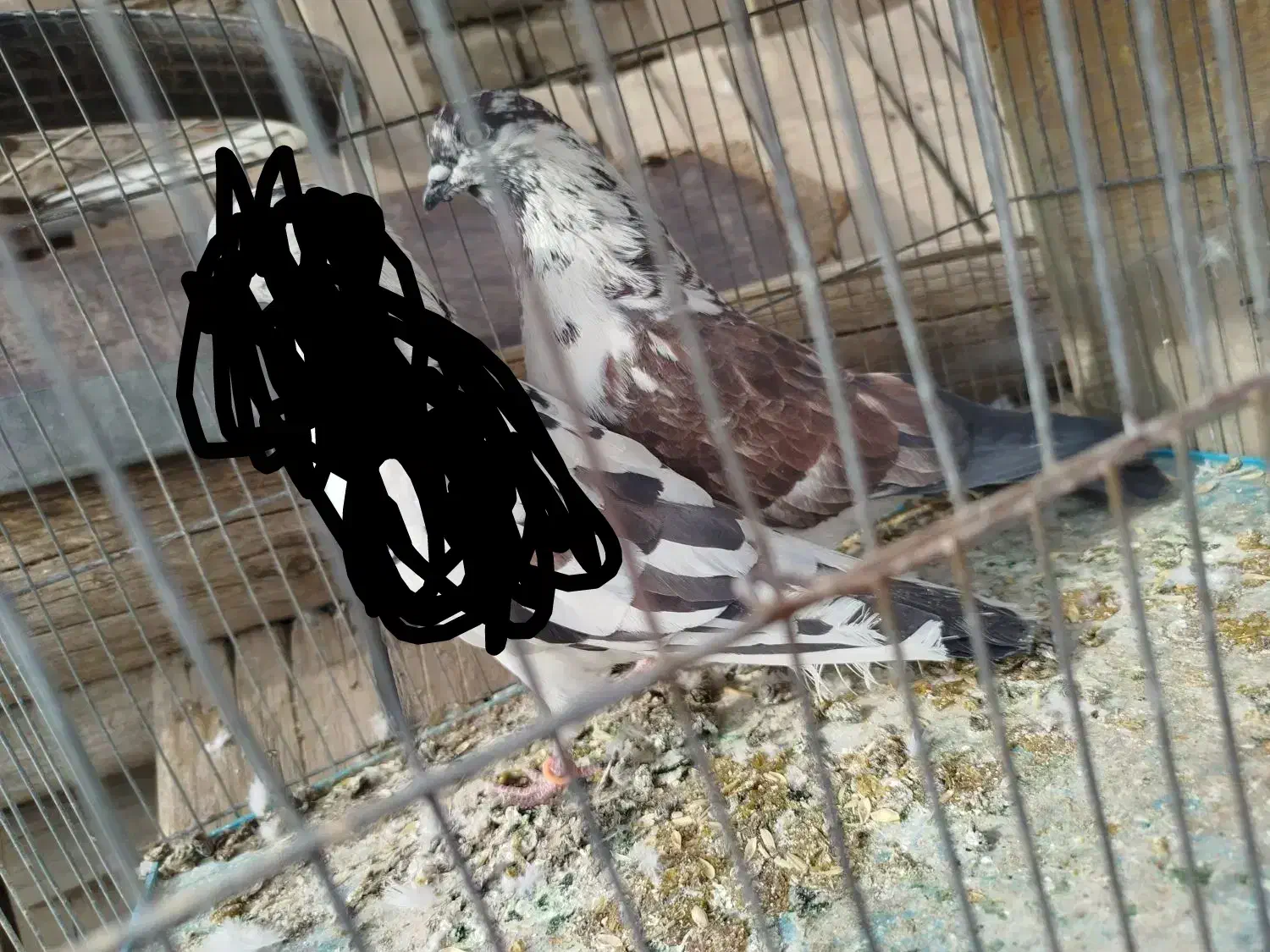 کفتر پرشی شمرون و قم|پرنده|اصفهان, کشاورزی|دیوار