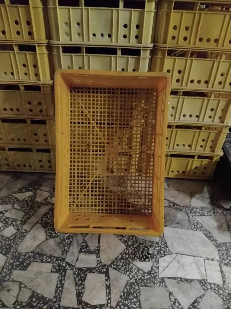 سبد|ظروف نگهدارنده، پلاستیکی، یک‌بارمصرف|آستانه اشرفیه, |دیوار