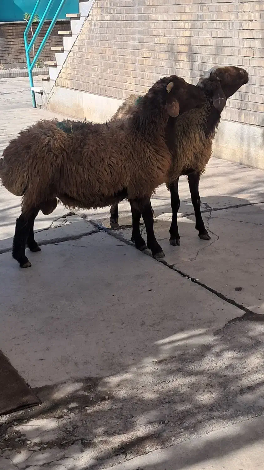 گوسفند زنده مغان|حیوانات مزرعه|بهارستان, |دیوار