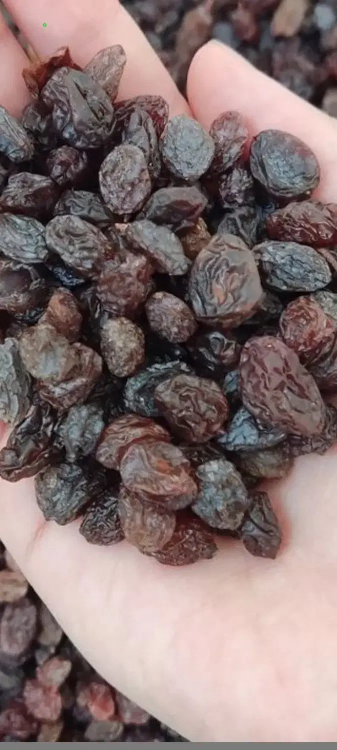 کشمش پلویی آفتاب خشک شده تبریز|خوردنی و آشامیدنی|ساری, |دیوار