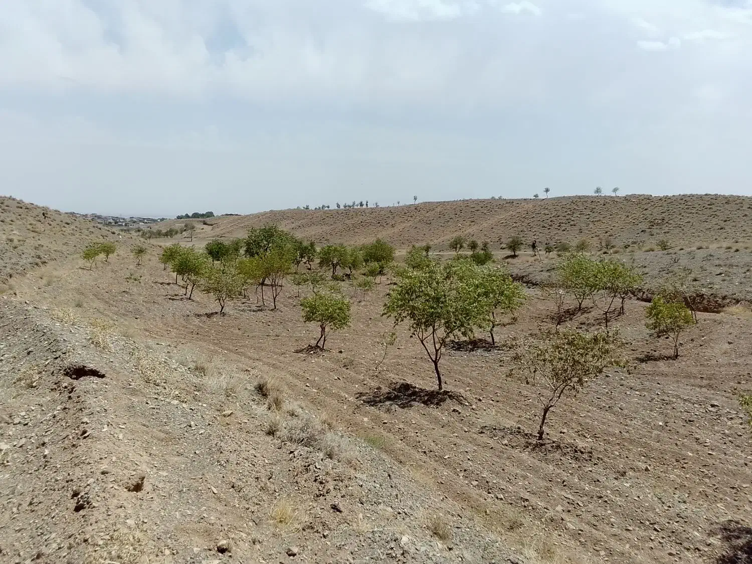 سه هزار متر زمین|فروش زمین و ملک کلنگی|سبزوار, کراب|دیوار