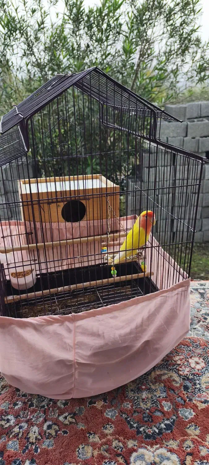 طوطی برزیلی|پرنده|سنگر, |دیوار