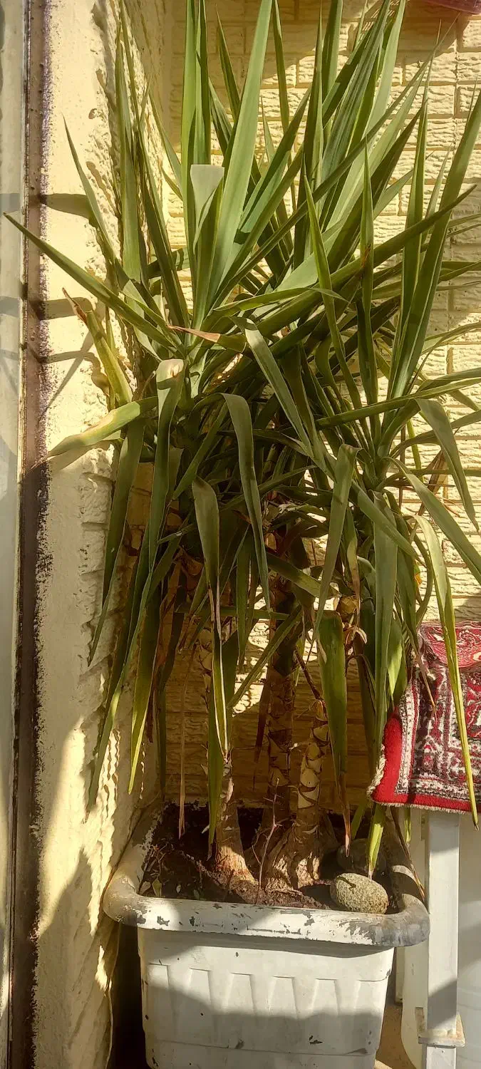 گل یوکا سرسبز وقشنگ|گل و گیاه طبیعی|رباطکریم, شهرک والفجر|دیوار