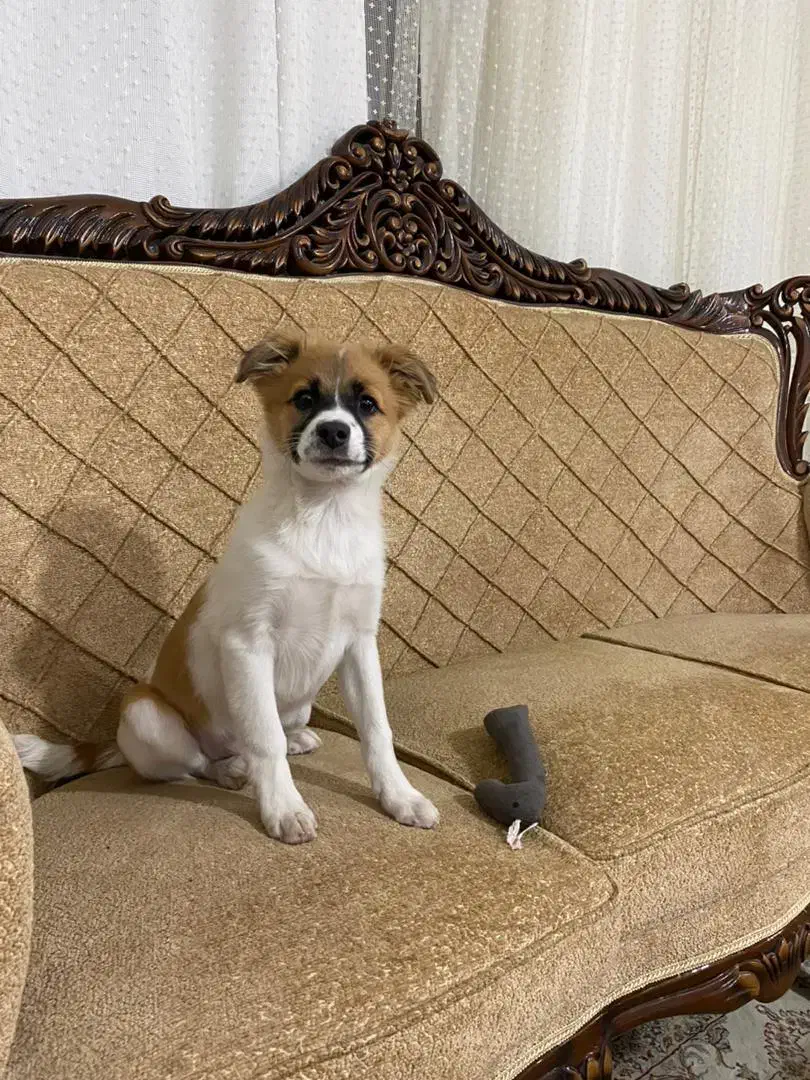 جک راسل|سگ|فولادشهر, فولادشهر|دیوار