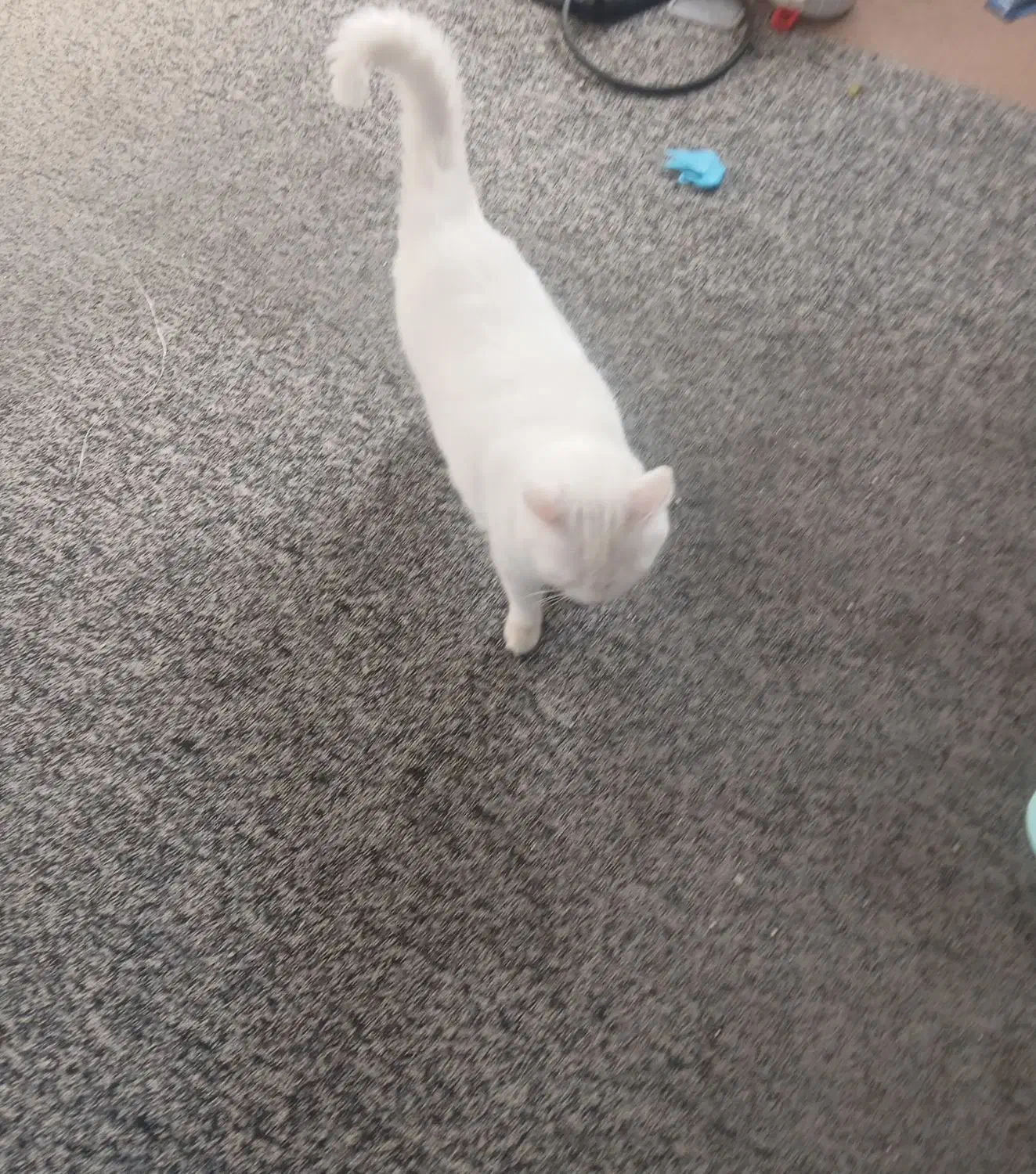 واگذاری گربه خانگی|گربه|یزد, |دیوار