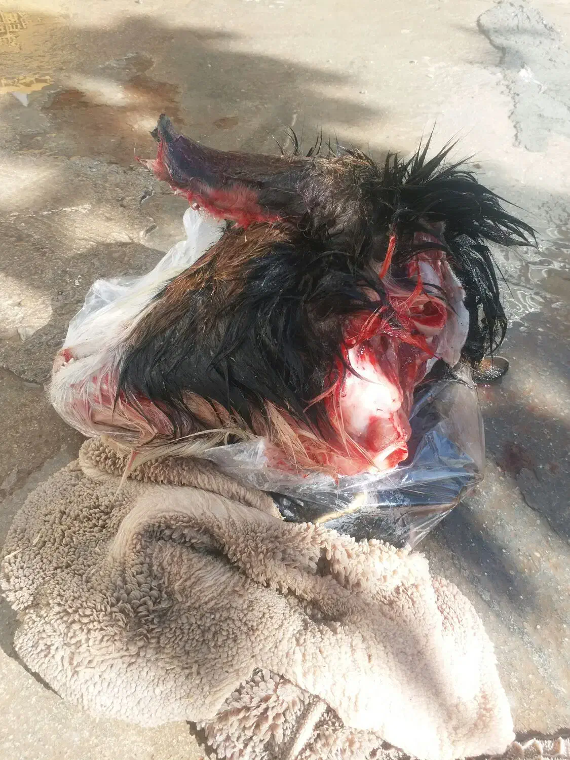 دونه ۴۳۰|حیوانات مزرعه|مسجد سلیمان, |دیوار