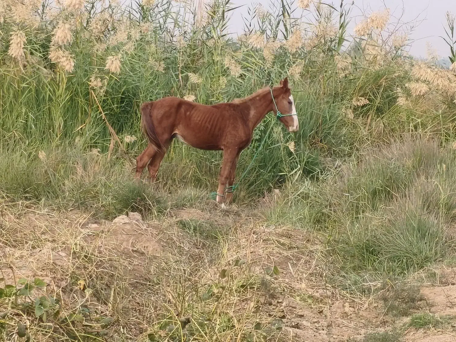 اسب|اسب و تجهیزات اسب‌سواری|حمیدیه, |دیوار