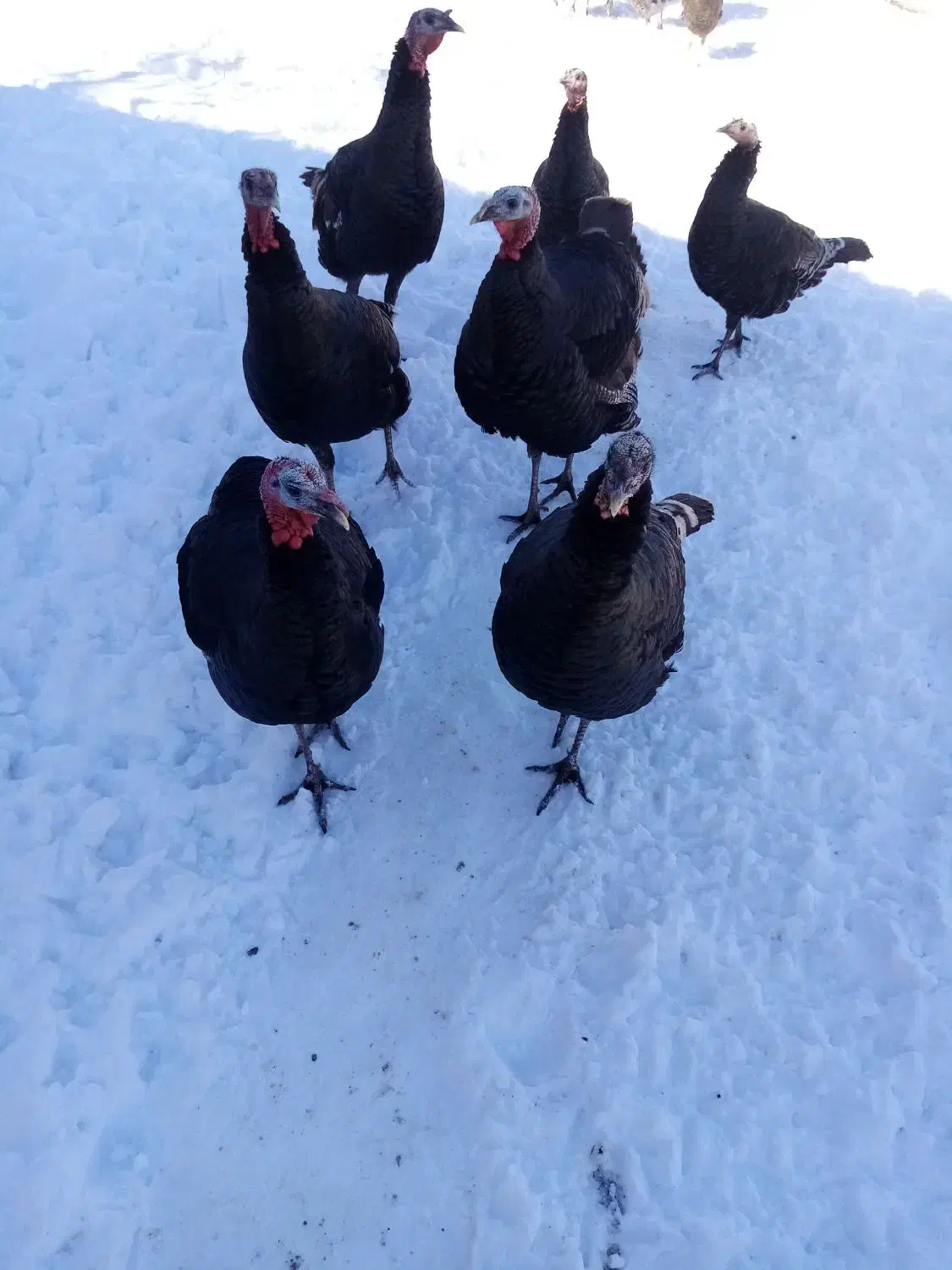 بوقلمون محلی طبیعی|حیوانات مزرعه|مشگین شهر, |دیوار