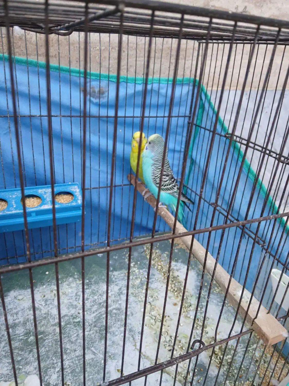 مرغ عشق|پرنده|اردبیل, |دیوار