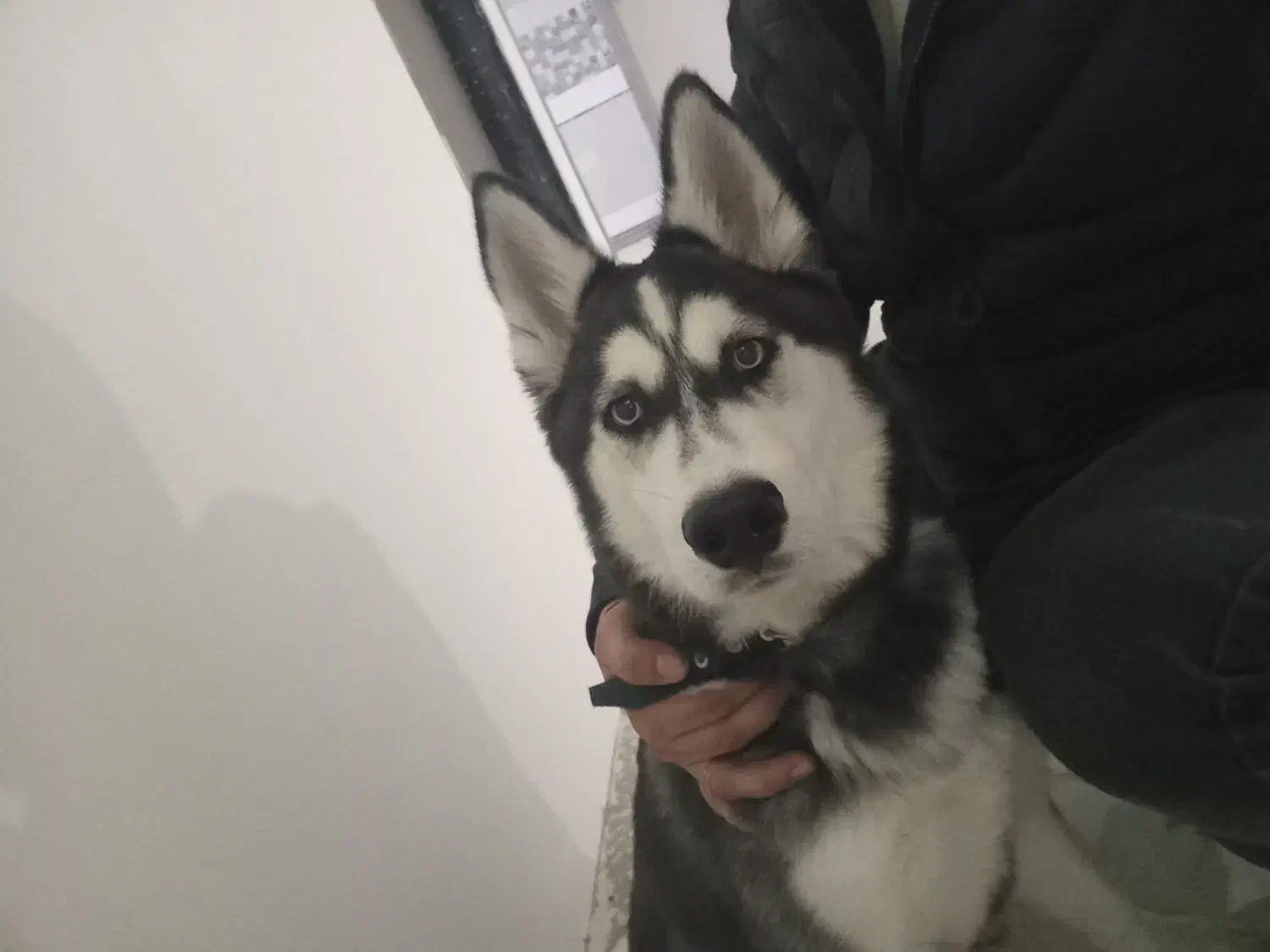 سگ هاسکی|سگ|جلفا, |دیوار