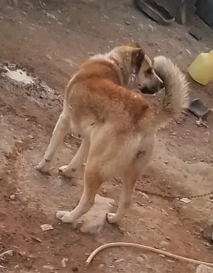 ماده خراسانی|سگ|قوچان, |دیوار