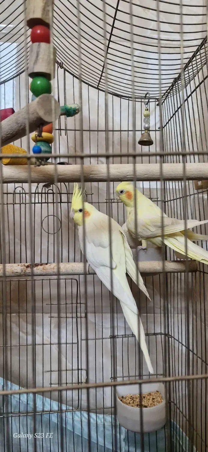 عروس هلندی جفت|پرنده|ری, شهرک نظامی|دیوار