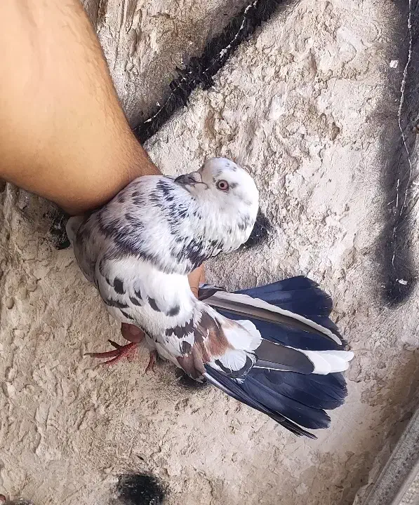 طوقیه باخه عمی اوغلی|پرنده|اردبیل, |دیوار