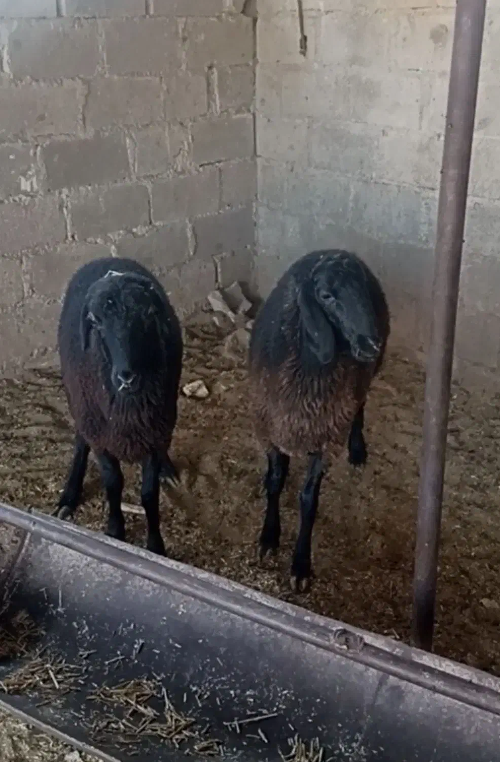 فروشی|حیوانات مزرعه|داراب, |دیوار