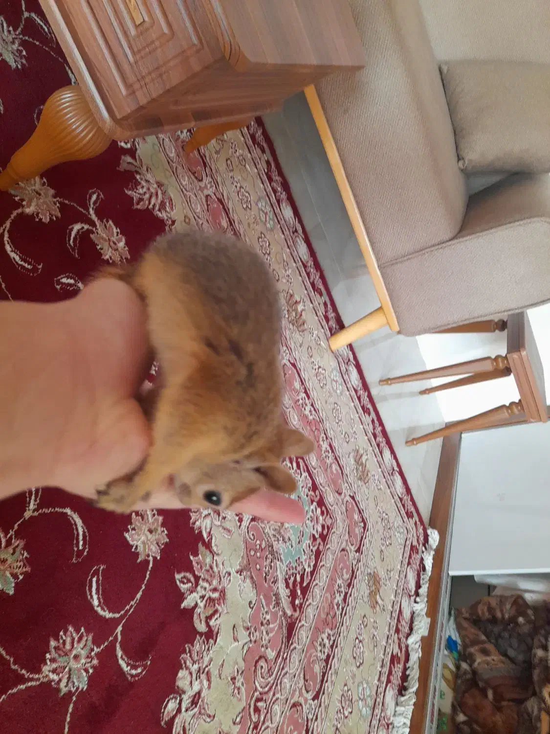 گربه|موش و خرگوش|تبریز, |دیوار