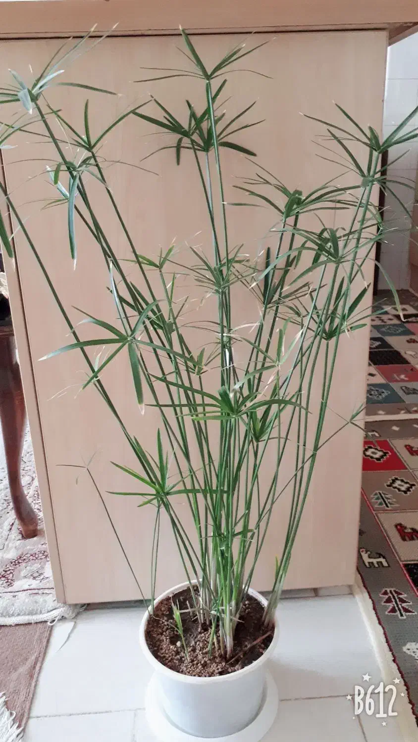 نخل مرداب|گل و گیاه طبیعی|محمدیه-قزوین, |دیوار