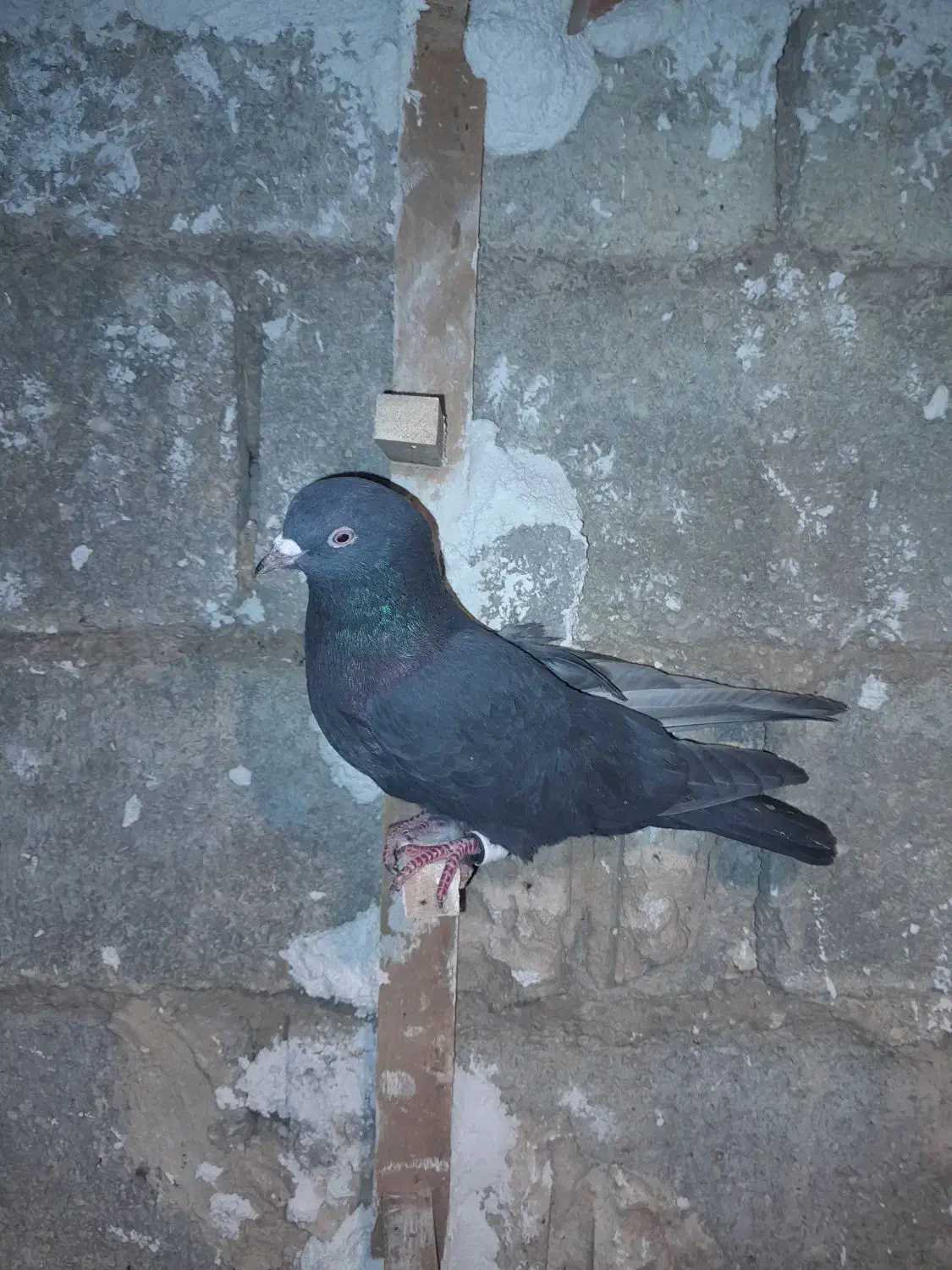 باخت کفتر سینه سیاه یال دم بس|حیوانات|شیراز, نصرآباد|دیوار