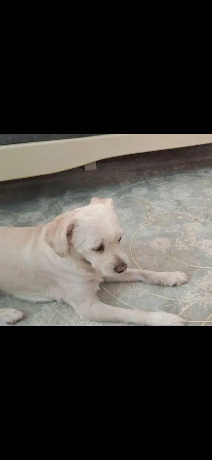 سگ شیتزو تریر|سگ|مشهد, شفا|دیوار