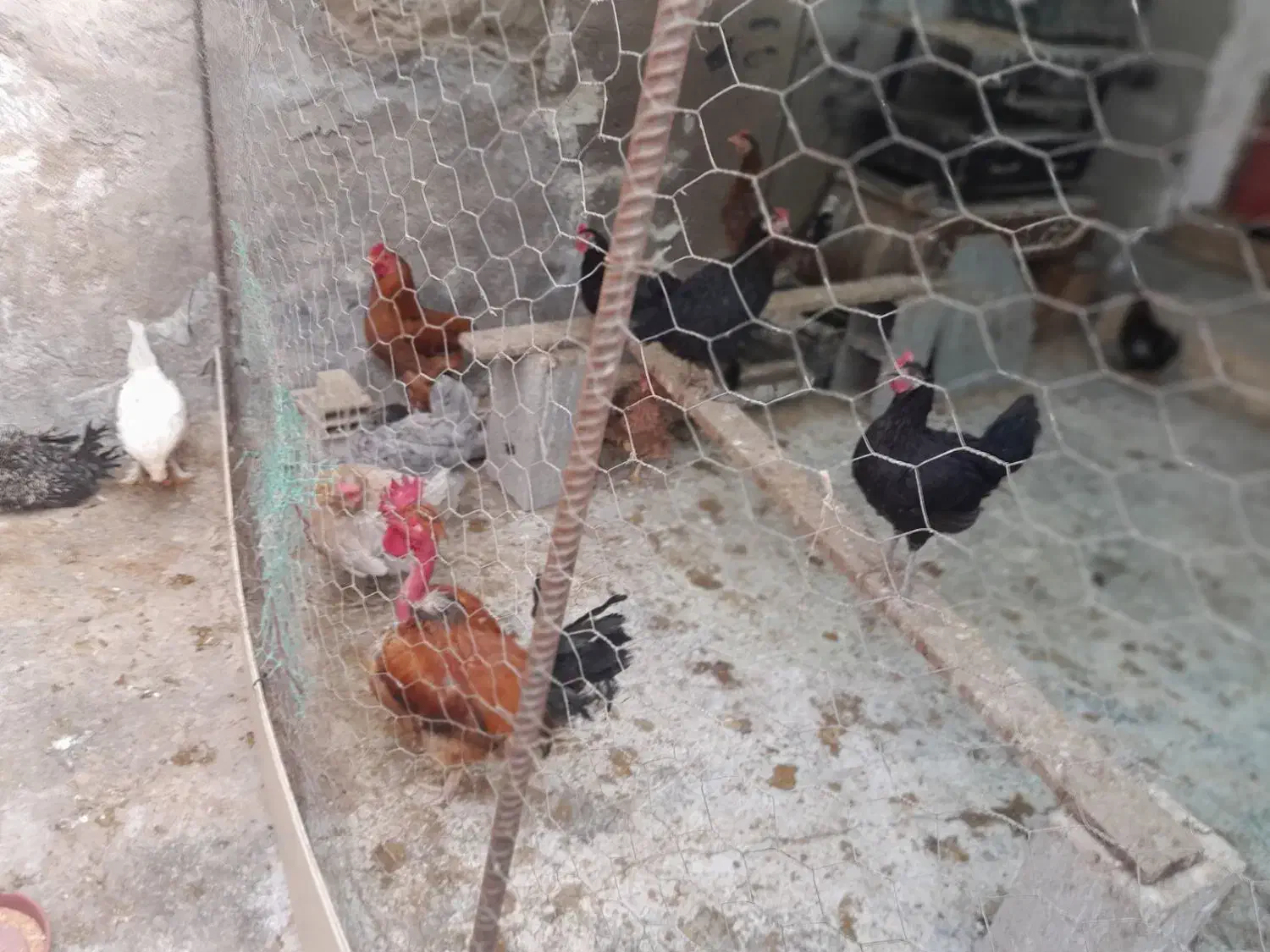 فروش مرغ وخروس|حیوانات مزرعه|دیلم, |دیوار