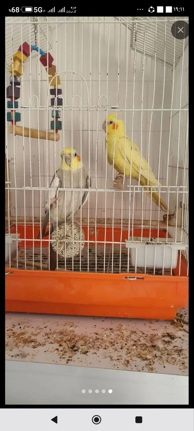 ۲ عدد عروس هلندی جفت|پرنده|گنبد کاووس, |دیوار