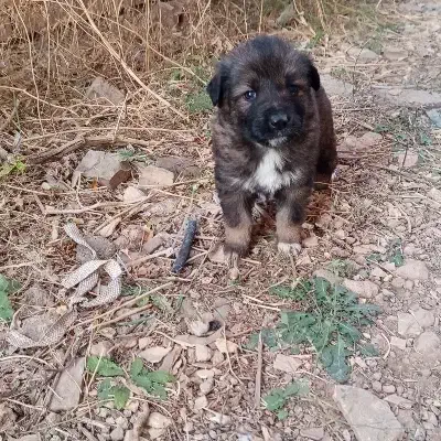 توله اصیل قدرجونی نروماده|سگ|ابهر, |دیوار