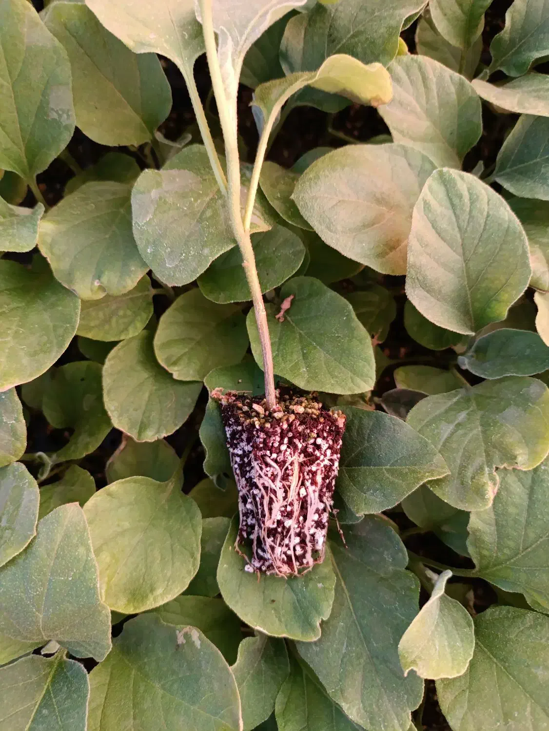 تولید و تامین انواع نشا|خدمات باغبانی و درختکاری|جیرفت, |دیوار