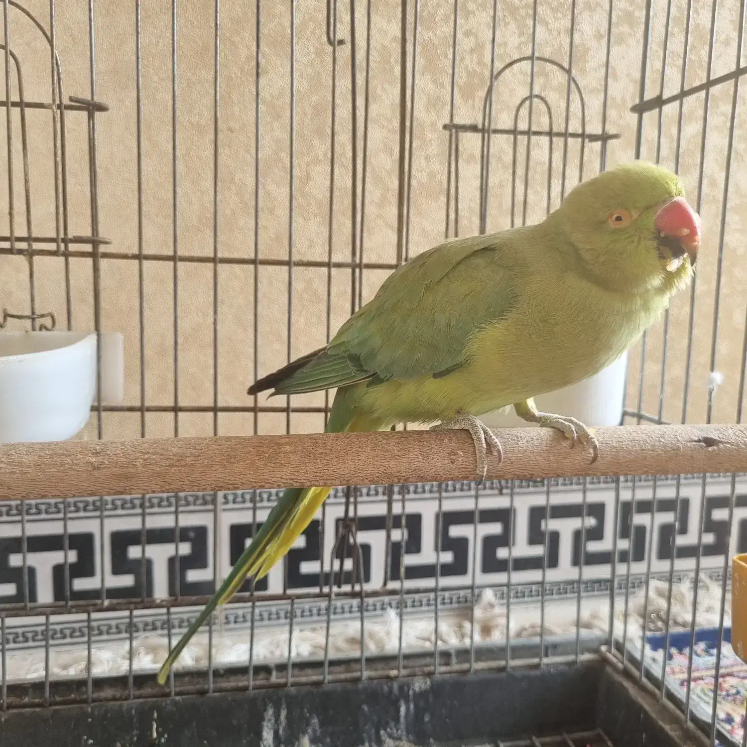 فروش طوطی ملنگو ماده|پرنده|جهرم, |دیوار