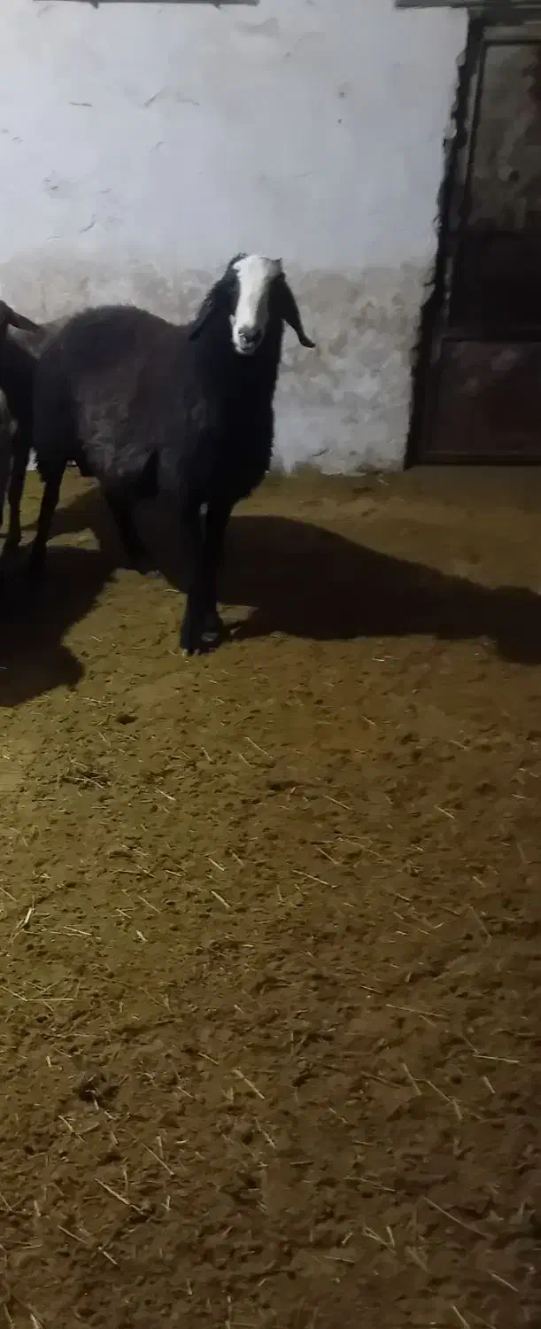 قوچ|حیوانات مزرعه|سردرود, |دیوار