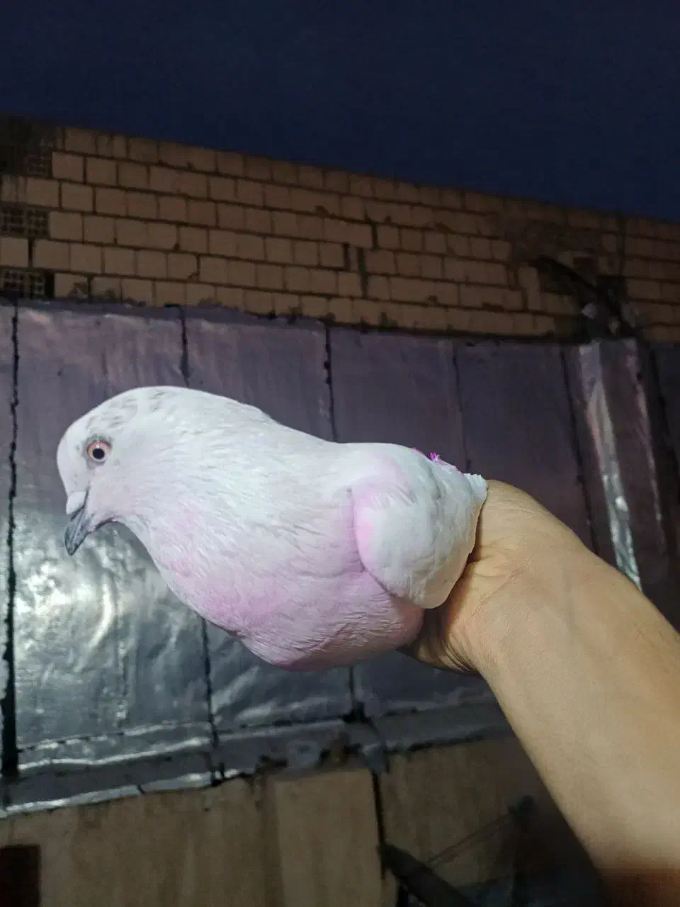 کفتر زیر کت رنگی پاپر گمشده|حیوانات|فردوسیه, |دیوار