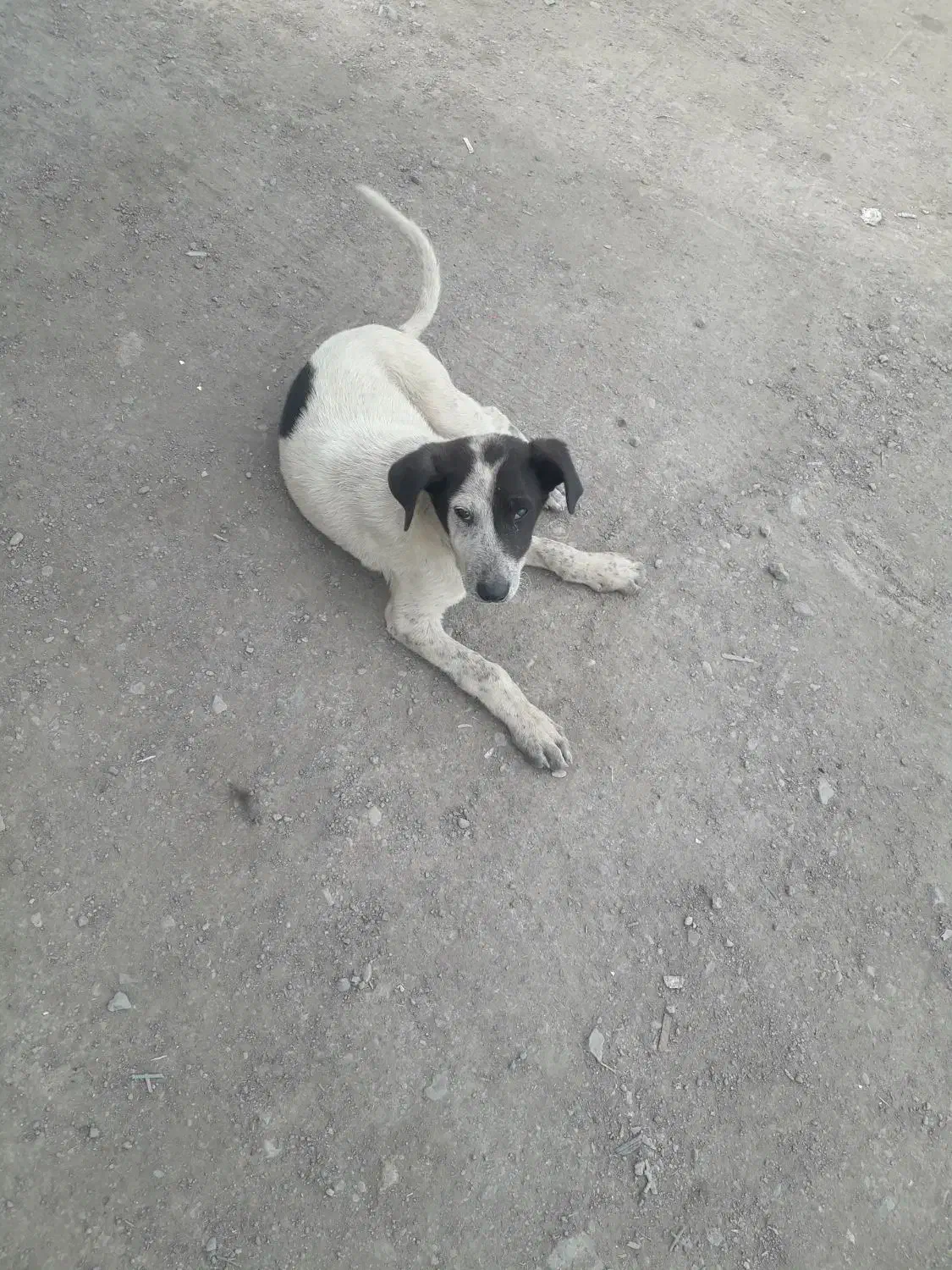 سگ .|سگ|قم, قلعه صدری|دیوار