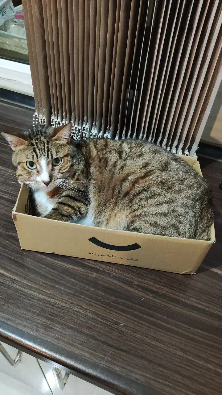 واگذاری گربه خانگی|گربه|کرمانشاه, |دیوار