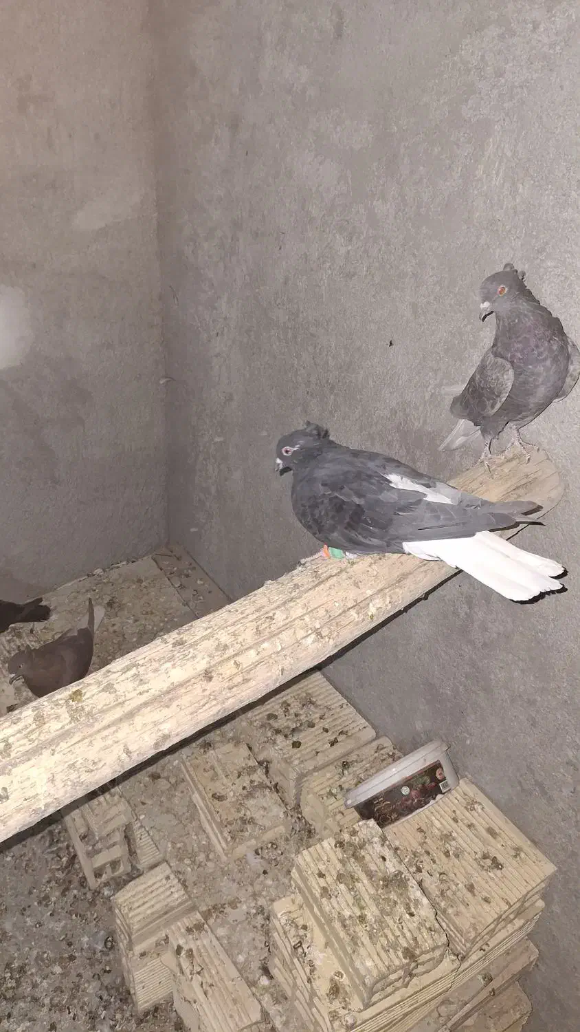 سیاه دم سفید کاکل میخ یک جفت مطلق تخت دم سفید|پرنده|نجفآباد, فاز ۴ شهرک آزادگان|دیوار