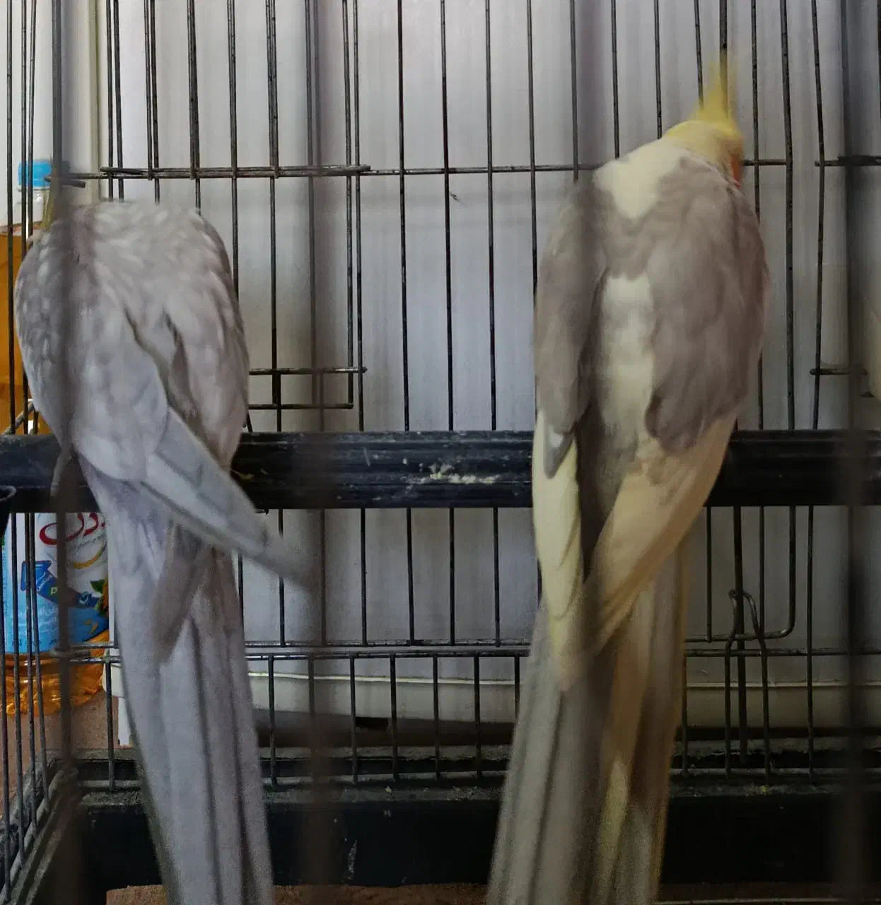 عروس هلندی نر کشیده بالغ|پرنده|فردیس, فردیس|دیوار