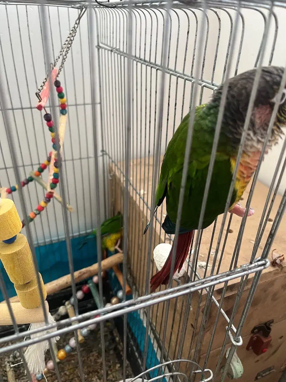 گرینچیک یلو رد مولد|پرنده|ساری, |دیوار