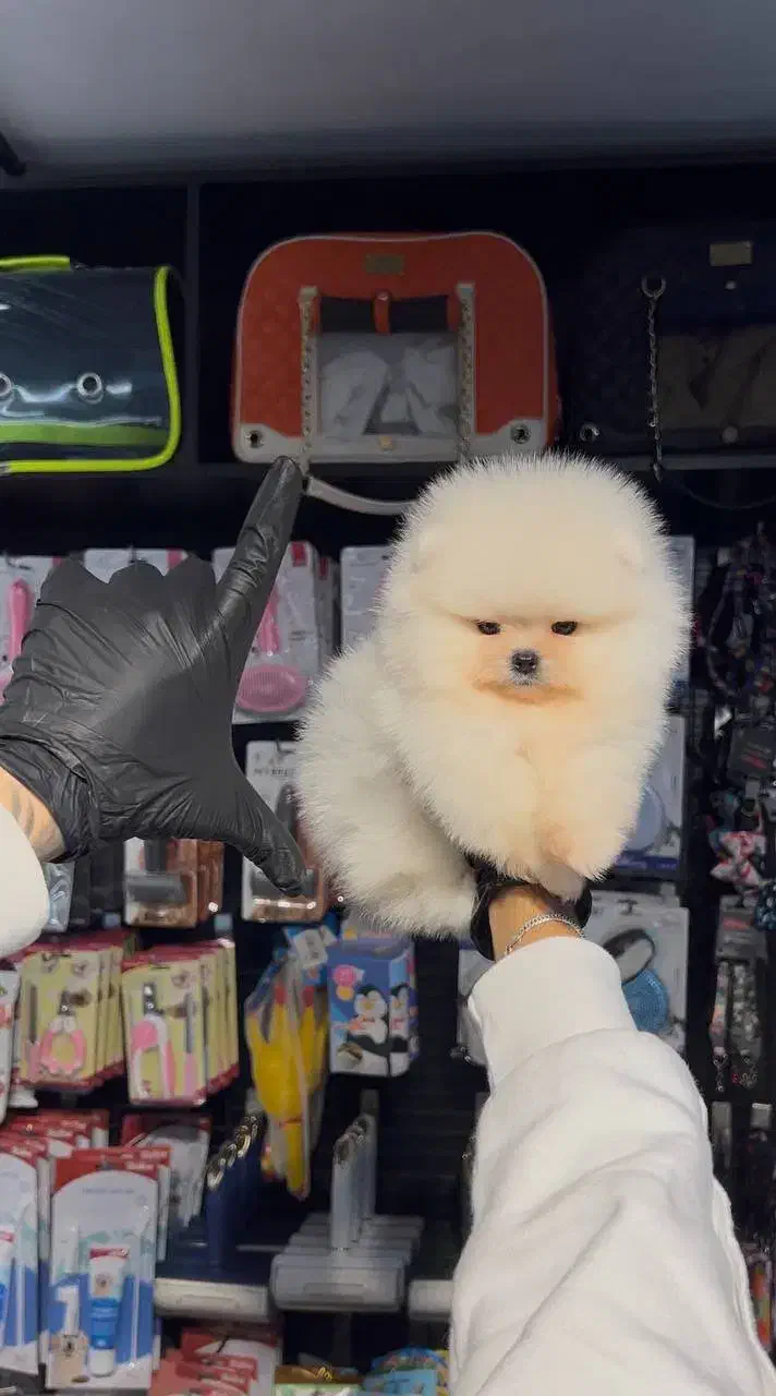 سگ پامرانین سایز ریز|سگ|کیش, |دیوار