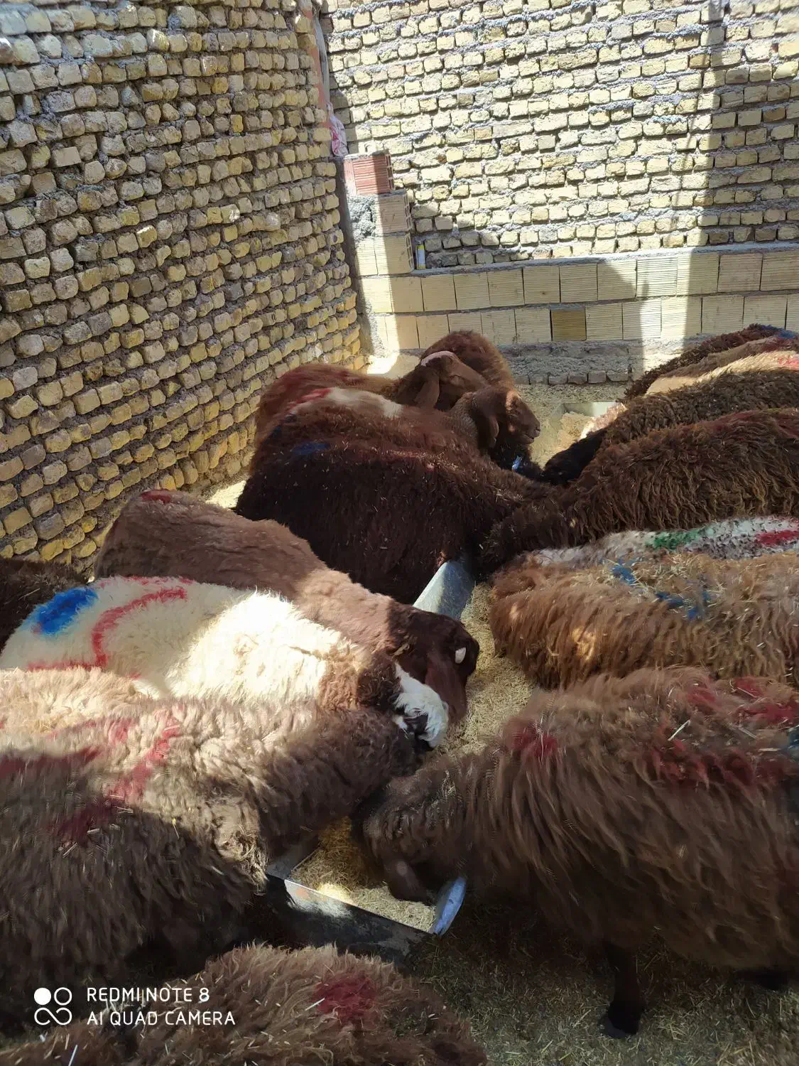 گوسفند زنده از وزن۳۵ کیلو به بالا بره|حیوانات مزرعه|مشهد, کشاورز|دیوار